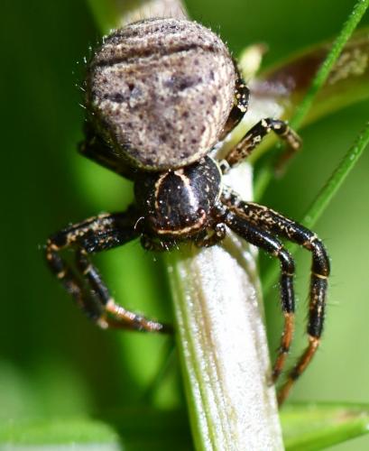 Réf. 282 987 : Xysticus kempeleni